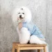  Pet Fashion Kris XS (4823082434541)