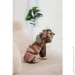 Pet Fashion  Mustang 2 (4823082435104)