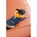 Pet Fashion  Poppy XS   (4823082438471)
