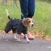  Pet Fashion RAIN M2  (4823082425921)