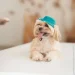 Pet Fashion  Rob      L (4823082441464)