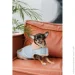 Pet Fashion  Rob XS   (4823082438402)