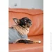 Pet Fashion  Rob XS   (4823082438402)