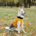  Pet Fashion ROY - 2XL (4823082432844)