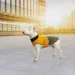  Pet Fashion ROY - 2XL (4823082432844)
