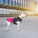  Pet Fashion ROY - 3XL (4823082432905)