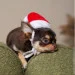  Pet Fashion S (4823082404544)