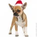  Pet Fashion S (4823082404544)