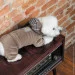  Pet Fashion SOFT S (4823082427895)