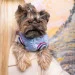  Pet Fashion Spike XL (4823082430185)