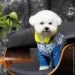  Pet Fashion TENDER S (4823082427642)