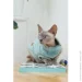  Pet Fashion    Tim L (4823082436026)