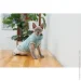  Pet Fashion    Tim L (4823082436026)