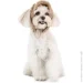 Pet Fashion  Valley  ,  XS  (4823082442478)