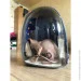 - Pet Pro     Pet Cat    (, , ,  ) ( : IBH007L )