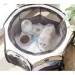 Pet Time     Pethouse 91     (, )  ( : PH91 )