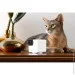 WRL CAMERA CAM 360/P36010US PETCUBE (P36010US)