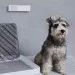   Petkit Air Freshener (P920)