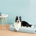 -  Petkit    Four Season Pet Bed size L () (2217616499)