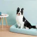  -  Petkit    Four Season Pet Bed size S-L  (2216816743)