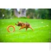 Pitchdog       d 20  