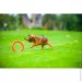    PitchDog 30 -28   (62384)