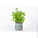  Plastia     Tolita 19   2,2   (1707281920R)