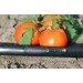   Presto-PS 3D Tube 1000, 30