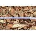  Presto-PS Crystal Tube 6, 100 (PVH 6 PS)