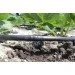   Presto-PS MCL-33-200