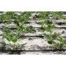   Presto-PS MCL-33-200