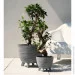 Prosperplast    Furu , 5   (5905197571027)