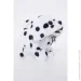 Pugs At Play    SPOTTY, .