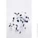 Pugs At Play    SPOTTY, .