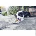  Purina DentaLife Medium     115 