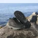    Rieker Evolution .44  (13178-44)