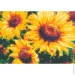 Riviera Blanca      28x40  (RB-0695)