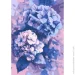 Riviera Blanca     28x40  (RB-1090)