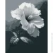    Riviera Blanca       "" 40x50 , 260983 (RB-1084)