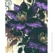 Riviera Blanca     40x50  (RB-1071)
