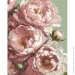 Riviera Blanca      40x50  (RB-1101)