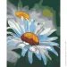 Riviera Blanca     40x50  (RB-1124)