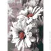    Riviera Blanca       (ITR-067) 3 .