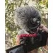  Rode VideoMicro