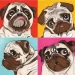 Rosa Start      PopArtPug3030 