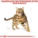   Royal Canin  Bengal Adult 2 