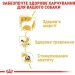   Royal Canin    CHIHUAHUA ADULT ( ), , 85 