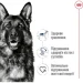   Royal Canin    MAXI ADULT 4 