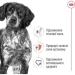   Royal Canin    MEDIUM ADULT 4 