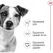   Royal Canin    MINI ADULT 2 